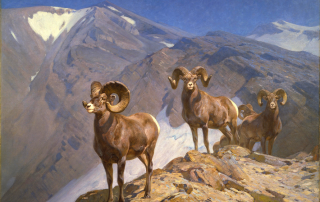 rungius-Big_Horn_Sheep_on_Wilcox_Pass_1912