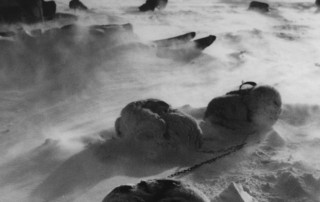 Image: Sled dogs Cape Hotham, Fred Bruemmer, date unknown