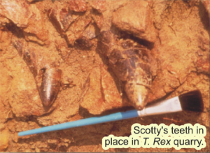 Figure 5: “Scotty”s teeth in place in T. rex quarry. Photo courtesy of Royal Saskatchewan Museum.