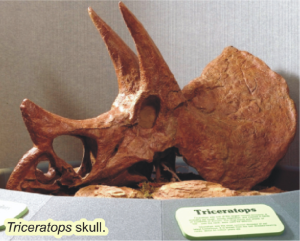 Figure 6: Skull of Triceratops prorus. Photo courtesy of Royal Saskatchewan Museum.